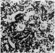 ГОСТ 12112-78 (СТ СЭВ 5431-85) Угли бурые. Метод определения петрографического состава (с Изменениями N 1, 2, 3)