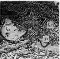 ГОСТ 12112-78 (СТ СЭВ 5431-85) Угли бурые. Метод определения петрографического состава (с Изменениями N 1, 2, 3)