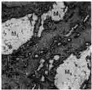 ГОСТ 12112-78 (СТ СЭВ 5431-85) Угли бурые. Метод определения петрографического состава (с Изменениями N 1, 2, 3)