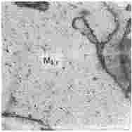 ГОСТ 12112-78 (СТ СЭВ 5431-85) Угли бурые. Метод определения петрографического состава (с Изменениями N 1, 2, 3)